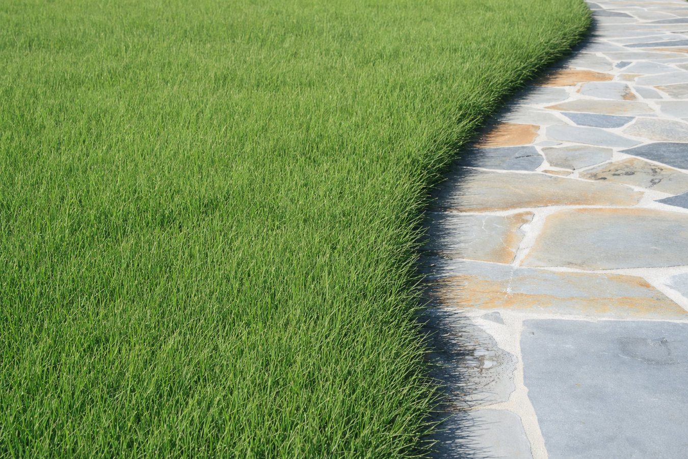 Drought-tolerant turf