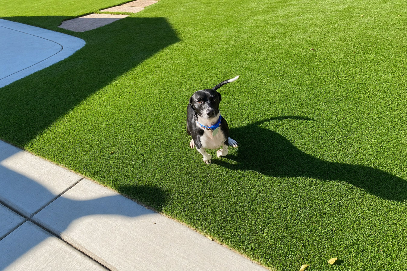 Pet-friendly turf